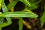 Bushy St. Johnswort